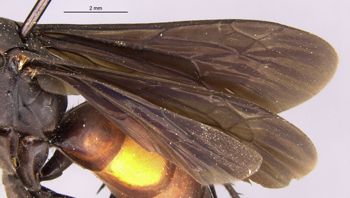 Media type: image;   Entomology 13685 Aspect: Wing front